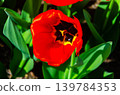 Vibrant tulip flowers in a garden during spring 139784353