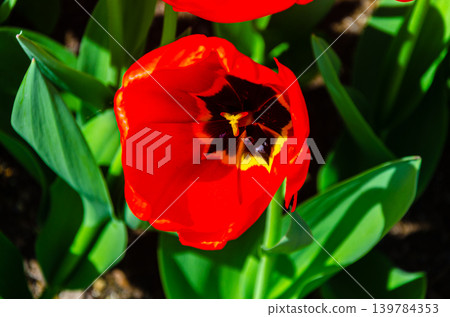 Vibrant tulip flowers in a garden during spring Vibrant tulip flowers in a garden during spring 139784353