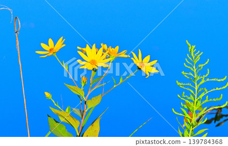 Jerusalem artichoke flowers, by Hachijo Lake, Yoshimi Town, Saitama Prefecture Jerusalem artichoke flowers, by Hachijo Lake, Yoshimi Town, Saitama Prefecture 139784368