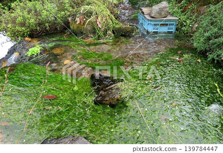 "Ten no Manai" in Yonago City, Tottori Prefecture, selected as one of Japan's 100 best waters: Water crowfoot swaying in the clear stream. "Ten no Manai" in Yonago City, Tottori Prefecture, selected as one of Japan's 100 best waters: Water crowfoot swaying in the clear stream. 139784447