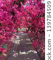 花隧道 139784509