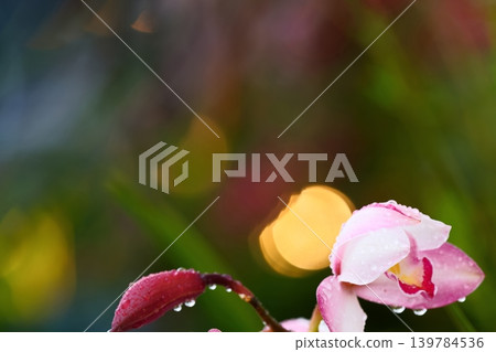 雨後的蘭花和閃爍的散景 雨後的蘭花和閃爍的散景 139784536