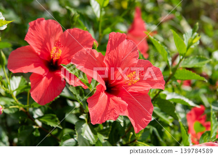 Red hibiscus flowers blooming towards the sunlight 139784589