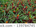 Full frame shot of Bromeliad Guzmania plants with flowers blooming. Guzmania grows in a rosette form with pointed leaves and a cup-like center where the plants collect water. 139784745