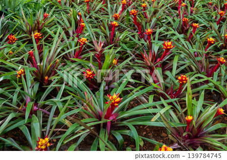 Full frame shot of Bromeliad Guzmania plants with flowers blooming. Guzmania grows in a rosette form with pointed leaves and a cup-like center where the plants collect water. 139784745
