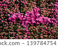 Full frame shot of Kalanchoe plants with pink flowers blooming. Kalanchoes are succulent plants often grown for their tiny, colourful flowers. 139784754
