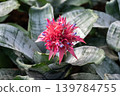 Close up of Bromeliad plant with flowers blooming. The Bromeliad is a species used for decoration of gardens and flowerbeds or in interior decoration. 139784755