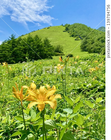 在高原開花 在高原開花 139784756