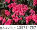 Close up of Azaleas flower blooming in the garden. Azaleas are flowering shrubs belonging to the genus Rhododendron, known for their showy, vibrant flowers. 139784757