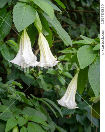 Dachura 139784839