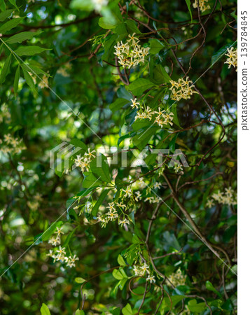 Okinawa Teika Kazura Okinawa Teika Kazura 139784845