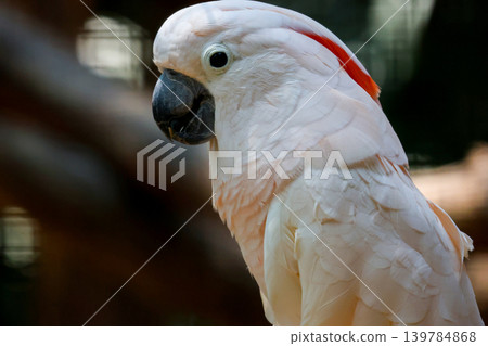 Close up The moluccan cockatoo bird is beautiful animal Close up The moluccan cockatoo bird is beautiful animal 139784868