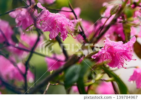 粉紅色的杜鵑花上掛滿了雨滴 粉紅色的杜鵑花上掛滿了雨滴 139784967