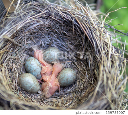 Fieldfare (Turdus pilaris) nest Fieldfare (Turdus pilaris) nest 139785007