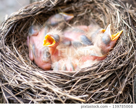 Fieldfare (Turdus pilaris) nest Fieldfare (Turdus pilaris) nest 139785008