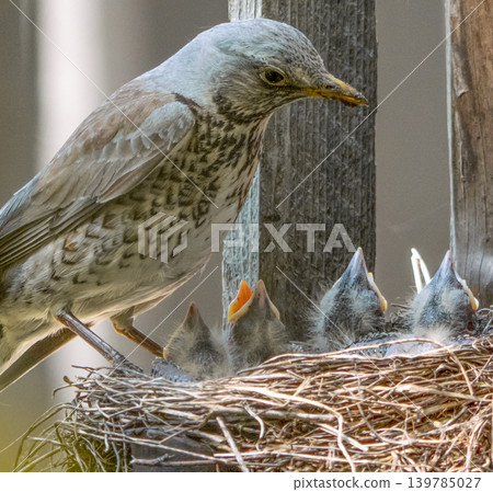 Fieldfare (Turdus pilaris) nest Fieldfare (Turdus pilaris) nest 139785027