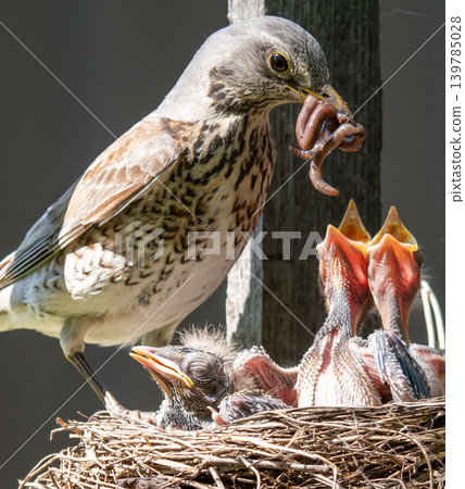 Fieldfare (Turdus pilaris) nest Fieldfare (Turdus pilaris) nest 139785028