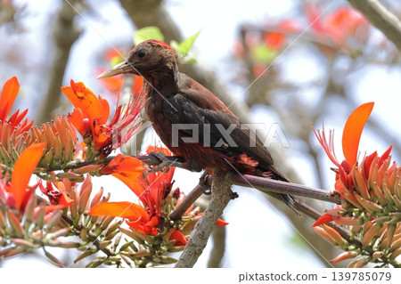野生動物:野生鳥類-野口啄木鳥。野口啄木鳥是縣鳥,刺桐是縣花。這種組合是五月山原獨有的。 野生動物:野生鳥類-野口啄木鳥。野口啄木鳥是縣鳥,刺桐是縣花。這種組合是五月山原獨有的。 139785079