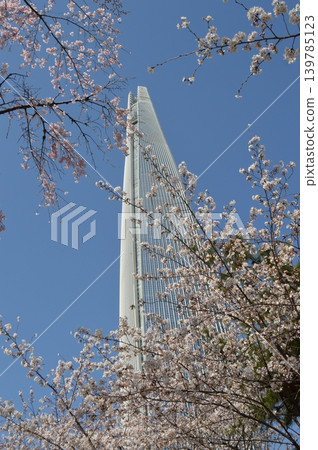韓國首爾蠶室：石村湖畔櫻花盛開，摩天大樓林立 139785123