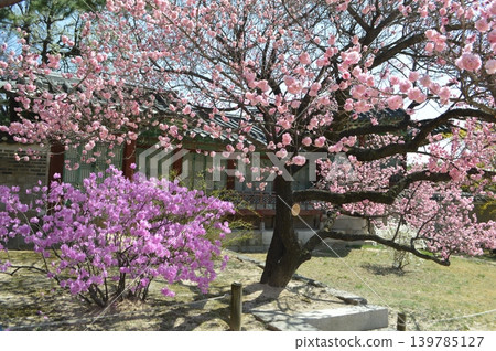 South Korea, Seoul, Changdeokgung Palace: A scene of spring flowers blooming in Biwon (Houwan) South Korea, Seoul, Changdeokgung Palace: A scene of spring flowers blooming in Biwon (Houwan) 139785127