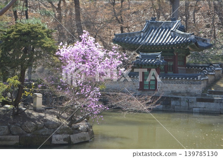 South Korea, Seoul, Changdeokgung Palace: A scene of spring flowers blooming in Biwon (Houwan) South Korea, Seoul, Changdeokgung Palace: A scene of spring flowers blooming in Biwon (Houwan) 139785130