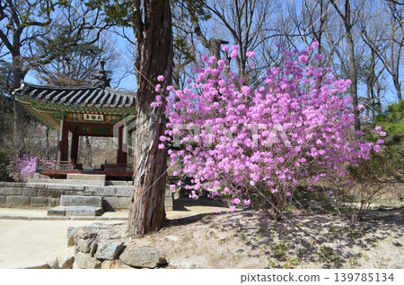 South Korea, Seoul, Changdeokgung Palace: A scene of spring flowers blooming in Biwon (Houwan) South Korea, Seoul, Changdeokgung Palace: A scene of spring flowers blooming in Biwon (Houwan) 139785134