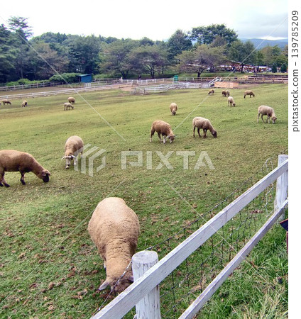 Flock of sheep - 6 Flock of sheep - 6 139785209
