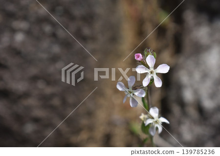 Mantema flower Mantema flower 139785236