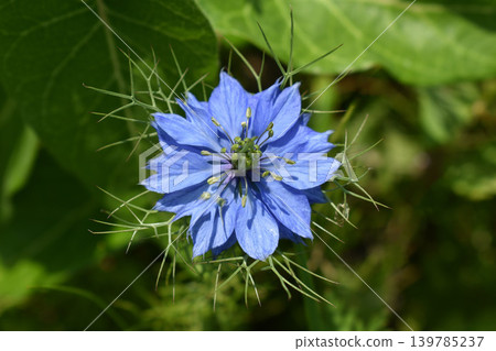 Nigella flower Nigella flower 139785237