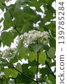 Tung flower 139785284