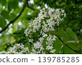 Tung flower 139785285