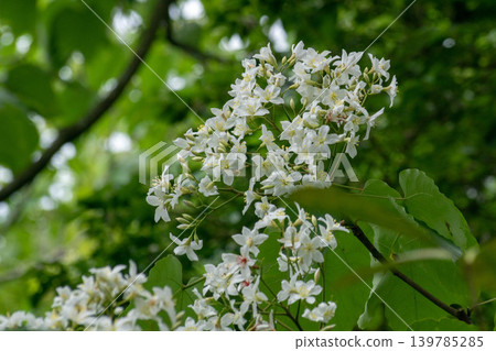 Tung flower Tung flower 139785285