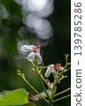 Tung flower 139785286