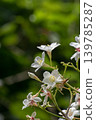 Tung flower 139785287