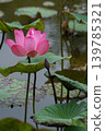  Lotus 139785321