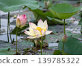  Lotus 139785322