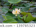  Lotus 139785323
