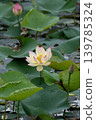  Lotus 139785324