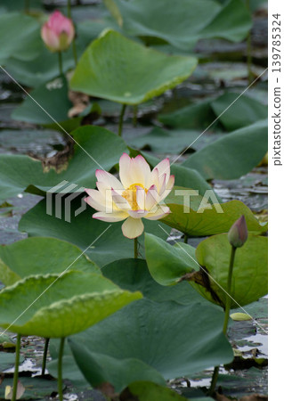 Lotus Lotus 139785324