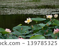  Lotus 139785325
