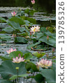  Lotus 139785326
