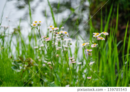 Waterside daisies Waterside daisies 139785543