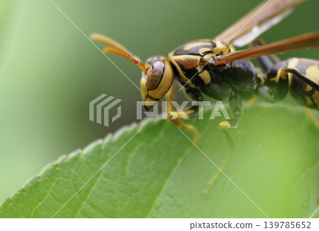 Macro photograph of a soldier beetle perched on a yellow flower. 139785652