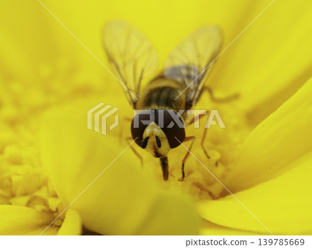 Macro photograph of a soldier beetle perched on a yellow flower. Macro photograph of a soldier beetle perched on a yellow flower. 139785669