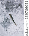 Upstroke of aleuria 139786051