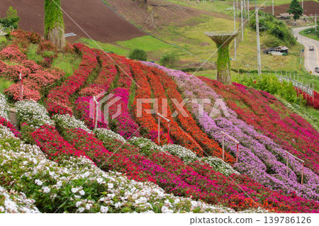 Beauty, Blossom, Color Image, Environment, Flower Beauty, Blossom, Color Image, Environment, Flower 139786126