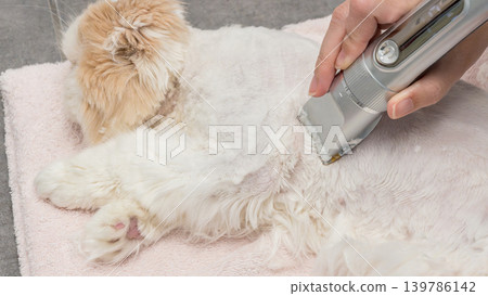 Cat receiving a haircut with clippers, fluffy fur being trimmed on a soft pink towel in a grooming setting 139786142