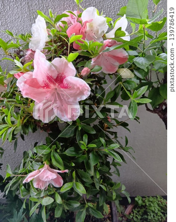 Satsuki bonsai Satsuki bonsai 139786419