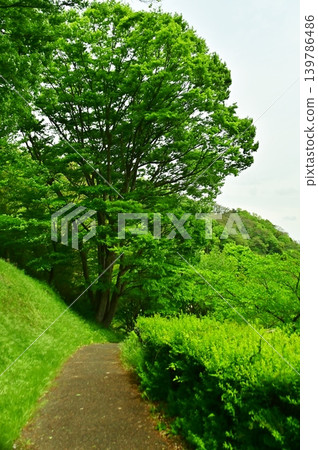 公園旁的自然步道，四周綠樹。 139786486