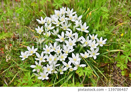 Hananilla白花 139786487